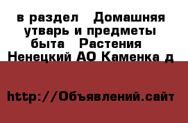  в раздел : Домашняя утварь и предметы быта » Растения . Ненецкий АО,Каменка д.